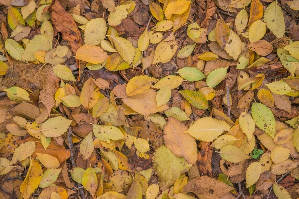 Autumn Golden Forest Backlit Evening Light Autumn Textural Background Bokeh — Stock Photo, Image