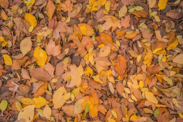 Herfst Goud Het Bos Verlicht Avondlicht Herfst Texturale Achtergrond Bokeh — Stockfoto