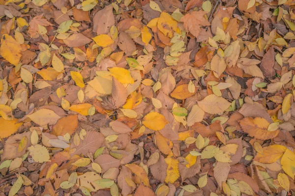 Autunno Dorato Nella Foresta Luce Notturna Retroilluminata Autunno Sfondo Strutturato — Foto Stock