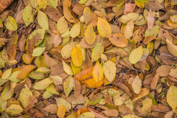 Herfst Goud Het Bos Verlicht Avondlicht Herfst Texturale Achtergrond Bokeh — Stockfoto