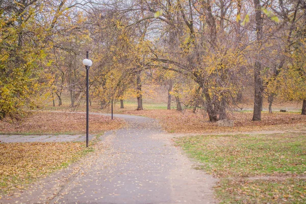 Otoño Dorado Bosque Luz Noche Retroiluminada Fondo Textural Otoñal Bokeh — Foto de Stock