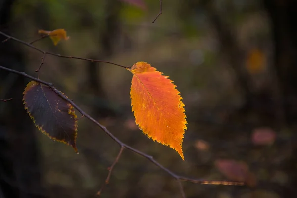 Automne Est Doré Dans Forêt Lumière Soir Rétro Éclairée Fond — Photo