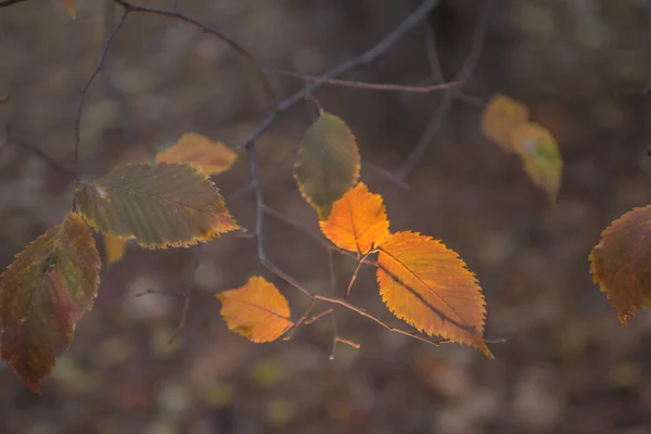 Otoño Dorado Bosque Luz Noche Retroiluminada Fondo Textural Otoñal Bokeh — Foto de Stock