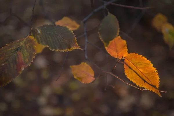 Autumn Golden Forest Backlit Evening Light Autumn Textural Background Bokeh — Stock Photo, Image