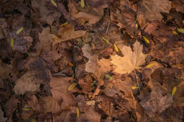 Ormanda sonbahar altındır. Arka ışıklandırma akşam ışığı. Sonbahar dokusu arka planı. Bokeh