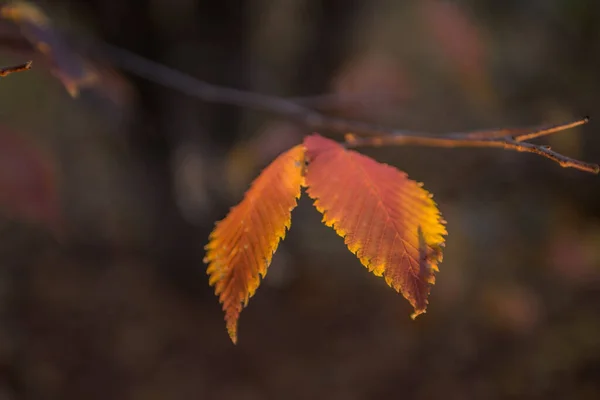 Automne Est Doré Dans Forêt Lumière Soir Rétro Éclairée Fond — Photo