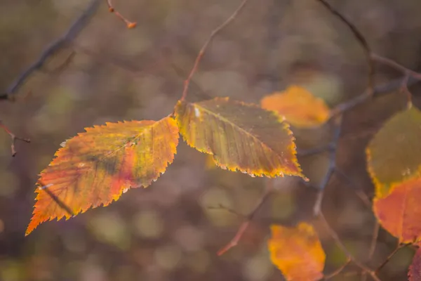 Otoño Dorado Bosque Luz Noche Retroiluminada Fondo Textural Otoñal Bokeh — Foto de Stock