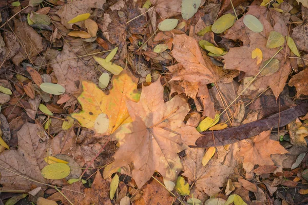秋天在森林里是金色的 背光夜光 秋天的结构背景 Bokeh — 图库照片