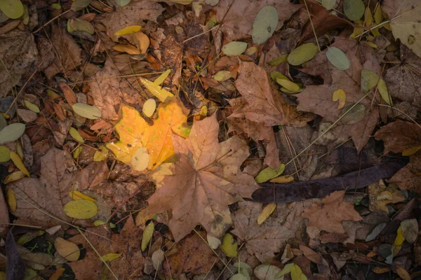 Autunno Dorato Nella Foresta Luce Notturna Retroilluminata Autunno Sfondo Strutturato — Foto Stock