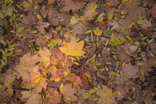 Automne Est Doré Dans Forêt Lumière Soir Rétro Éclairée Fond — Photo