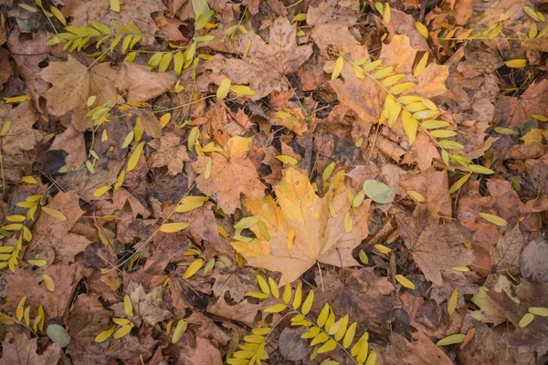 Otoño Dorado Bosque Luz Noche Retroiluminada Fondo Textural Otoñal Bokeh — Foto de Stock