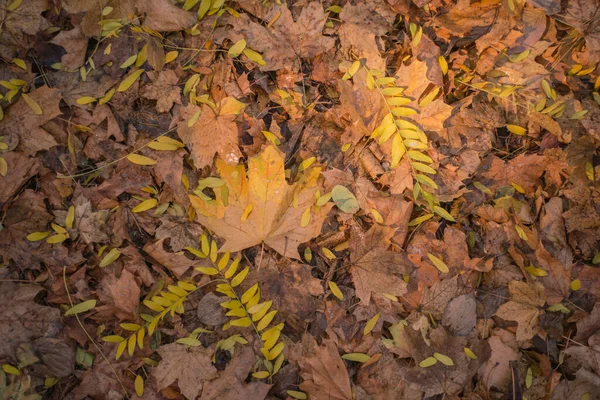 Der Herbst Ist Golden Wald Hinterleuchtetes Abendlicht Herbst Textuellen Hintergrund — Stockfoto