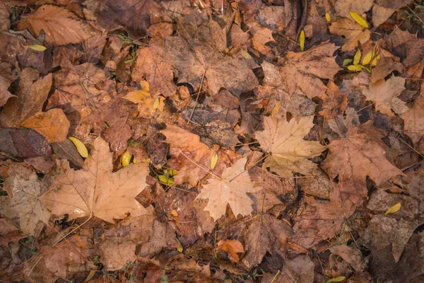 秋天在森林里是金色的 背光夜光 秋天的结构背景 Bokeh — 图库照片