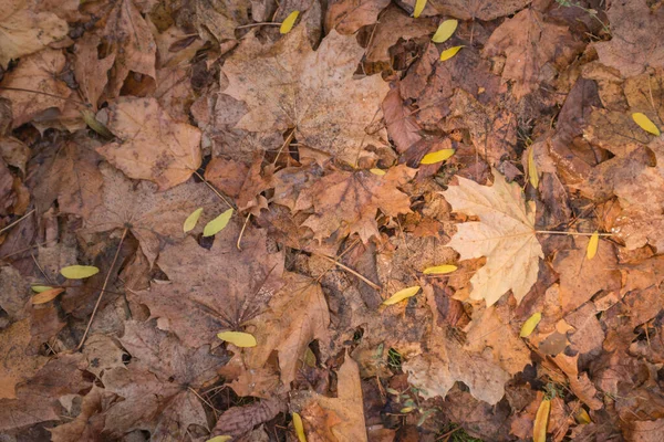 Autunno Dorato Nella Foresta Luce Notturna Retroilluminata Autunno Sfondo Strutturato — Foto Stock