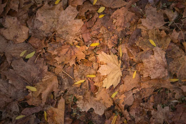 Outono Dourado Floresta Luz Noite Iluminada Fundo Textural Outono Bokeh — Fotografia de Stock