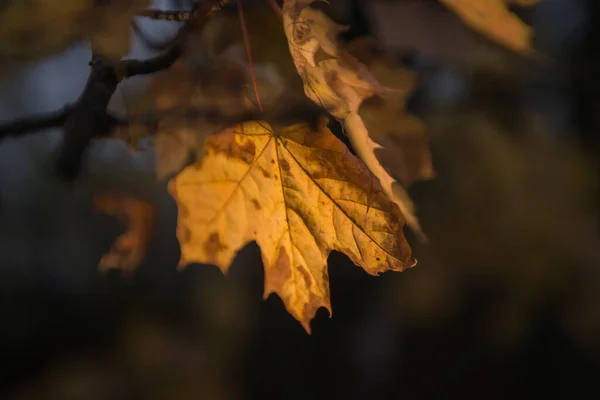 Automne Est Doré Dans Forêt Lumière Soir Rétro Éclairée Fond — Photo