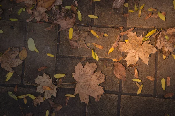 가을은 황금빛이다 백라이트 구조적 배경을 가지고 — 스톡 사진