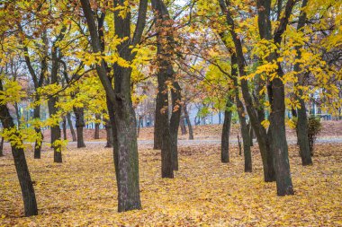 Ormanda sonbahar altındır. Arka ışıklandırma akşam ışığı. Sonbahar dokusu arka planı. Bokeh