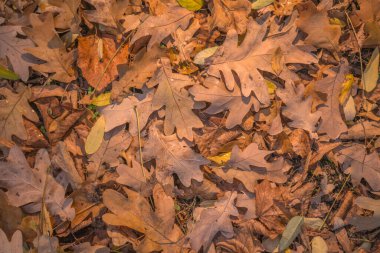 Ormanda sonbahar altındır. Arka ışıklandırma akşam ışığı. Sonbahar dokusu arka planı. Bokeh