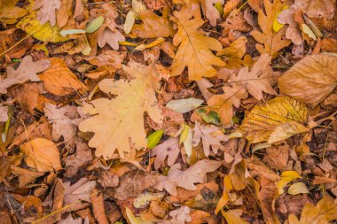 Ormanda sonbahar altındır. Arka ışıklandırma akşam ışığı. Sonbahar dokusu arka planı. Bokeh