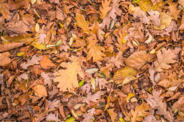 Ormanda sonbahar altındır. Arka ışıklandırma akşam ışığı. Sonbahar dokusu arka planı. Bokeh