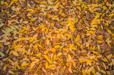 Ormanda sonbahar altındır. Arka ışıklandırma akşam ışığı. Sonbahar dokusu arka planı. Bokeh