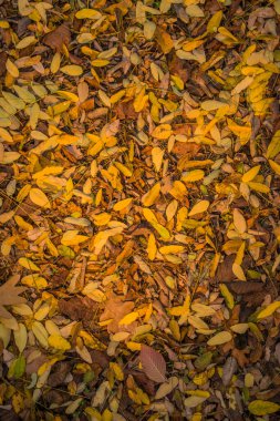 Ormanda sonbahar altındır. Arka ışıklandırma akşam ışığı. Sonbahar dokusu arka planı. Bokeh