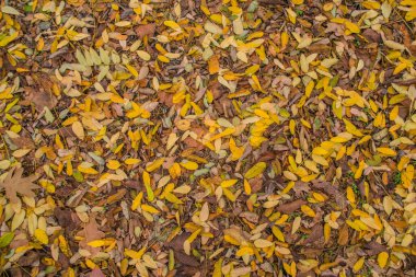 Ormanda sonbahar altındır. Arka ışıklandırma akşam ışığı. Sonbahar dokusu arka planı. Bokeh