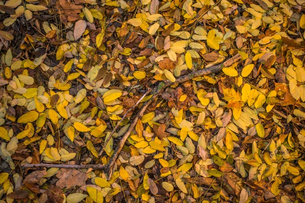 Осень Золотая Лесу Подсветка Вечернего Света Осенний Текстурный Фон Боке — стоковое фото