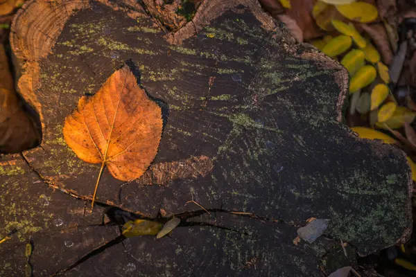 Automne Est Doré Dans Forêt Lumière Soir Rétro Éclairée Fond — Photo