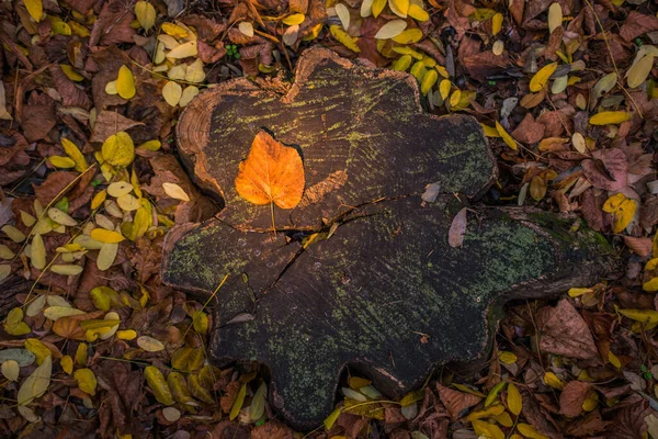 Jesień Jest Złotem Lesie Podświetlone Wieczorne Światło Jesienne Tło Teksturalne — Zdjęcie stockowe