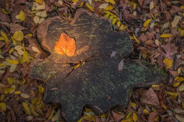 Herfst Goud Het Bos Verlicht Avondlicht Herfst Texturale Achtergrond Bokeh — Stockfoto