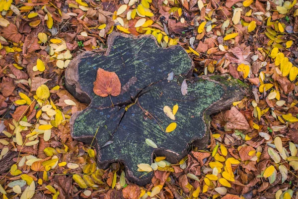 Podzim Lese Zlatý Podsvícené Večerní Světlo Podzimní Texturální Pozadí Bokeh — Stock fotografie