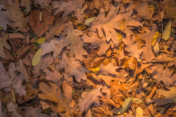 Ormanda Sonbahar Altındır Arka Işıklandırma Akşam Işığı Sonbahar Dokusu Arka — Stok fotoğraf