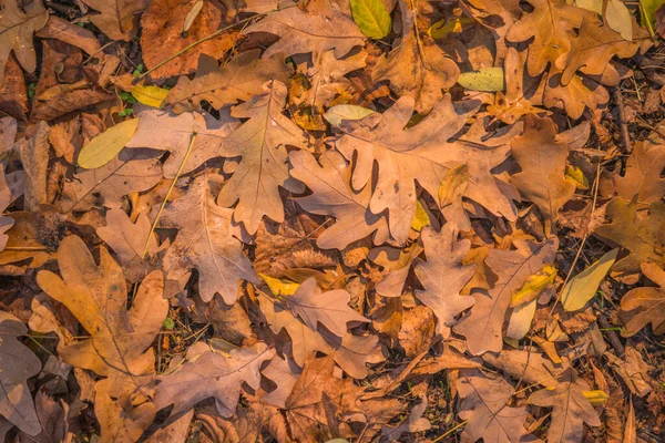 Осінь Золота Лісі Підсвічування Вечірнього Світла Осінній Текстурний Фон Боке — стокове фото