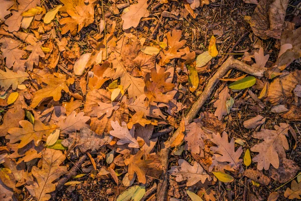 Podzim Lese Zlatý Podsvícené Večerní Světlo Podzimní Texturální Pozadí Bokeh — Stock fotografie