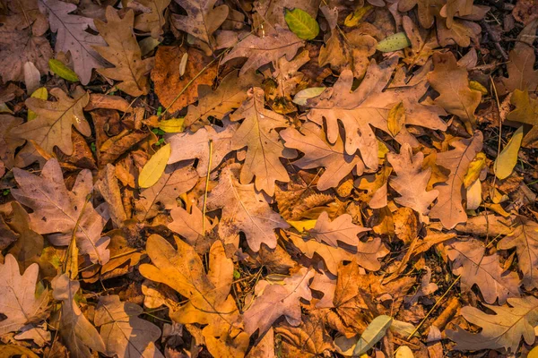 Jesień Jest Złotem Lesie Podświetlone Wieczorne Światło Jesienne Tło Teksturalne — Zdjęcie stockowe