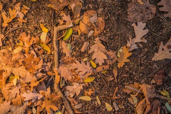 Podzim Lese Zlatý Podsvícené Večerní Světlo Podzimní Texturální Pozadí Bokeh — Stock fotografie