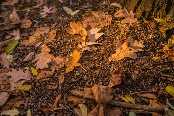 Outono Dourado Floresta Luz Noite Iluminada Fundo Textural Outono Bokeh — Fotografia de Stock