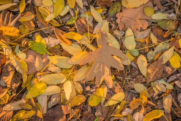 Otoño Dorado Bosque Luz Noche Retroiluminada Fondo Textural Otoñal Bokeh —  Fotos de Stock