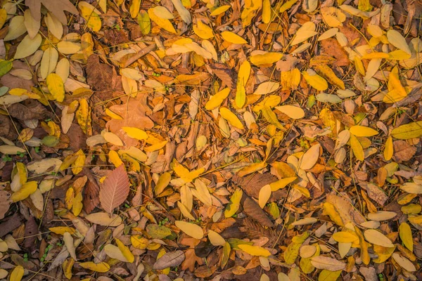 Automne Est Doré Dans Forêt Lumière Soir Rétro Éclairée Fond — Photo