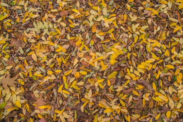 Ormanda sonbahar altındır. Arka ışıklandırma akşam ışığı. Sonbahar dokusu arka planı. Bokeh