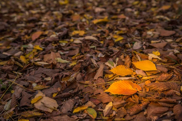 Otoño Dorado Bosque Luz Noche Retroiluminada Fondo Textural Otoñal Bokeh — Foto de Stock