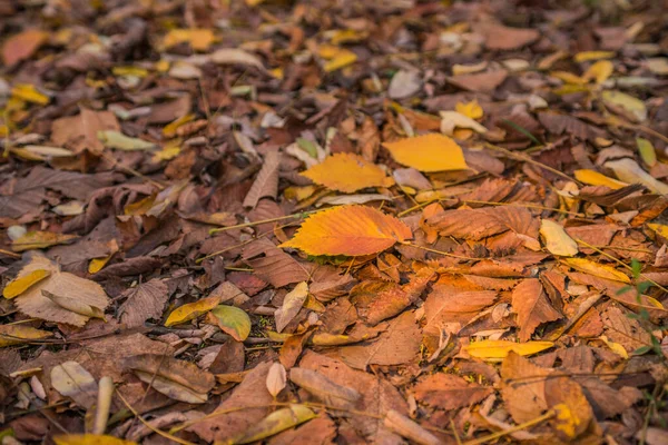 Herfst Goud Het Bos Verlicht Avondlicht Herfst Texturale Achtergrond Bokeh — Stockfoto