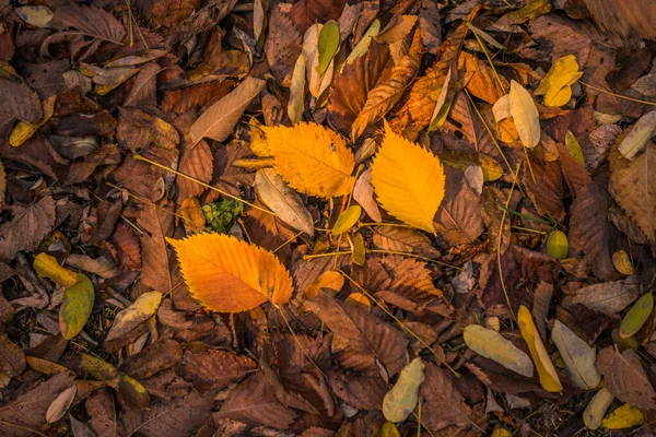 Autunno Dorato Nella Foresta Luce Notturna Retroilluminata Autunno Sfondo Strutturato — Foto Stock