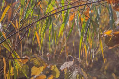 Ormanda sonbahar altındır. Arka ışıklandırma akşam ışığı. Sonbahar dokusu arka planı. Bokeh