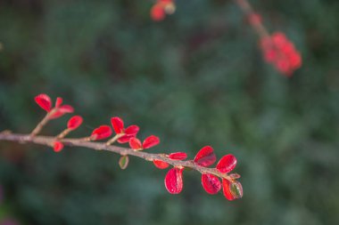 Ormanda sonbahar altındır. Arka ışıklandırma akşam ışığı. Sonbahar dokusu arka planı. Bokeh