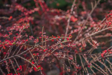 Ormanda sonbahar altındır. Arka ışıklandırma akşam ışığı. Sonbahar dokusu arka planı. Bokeh