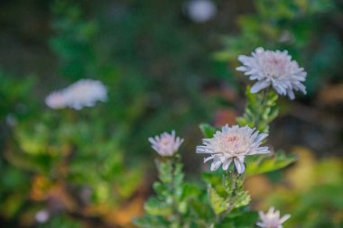 Ormanda sonbahar altındır. Arka ışıklandırma akşam ışığı. Sonbahar dokusu arka planı. Bokeh
