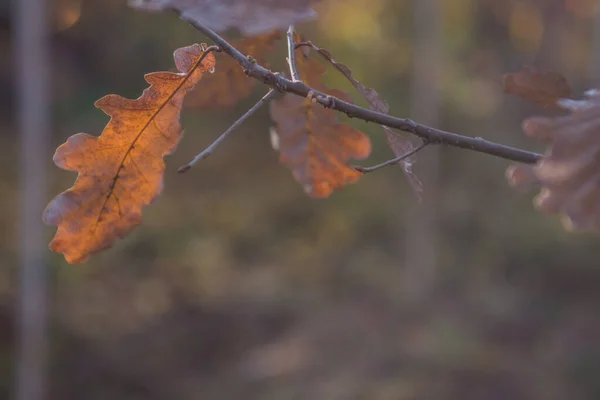 Automne Est Doré Dans Forêt Lumière Soir Rétro Éclairée Fond — Photo